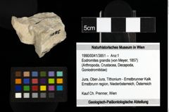 Foto (Objekt + Etiketten) von Eodromites grandis (von Meyer, 1857) 